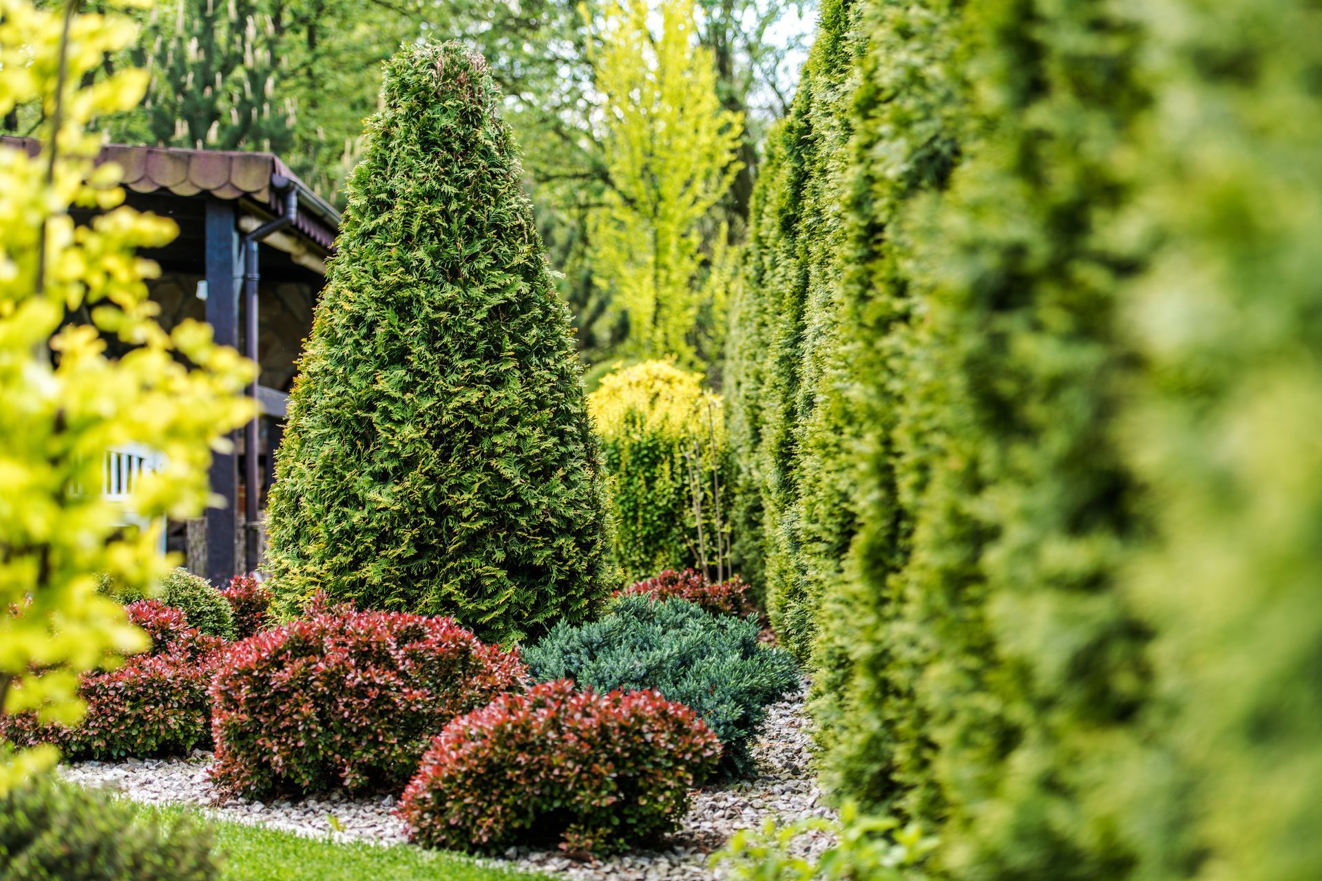 backyard garden