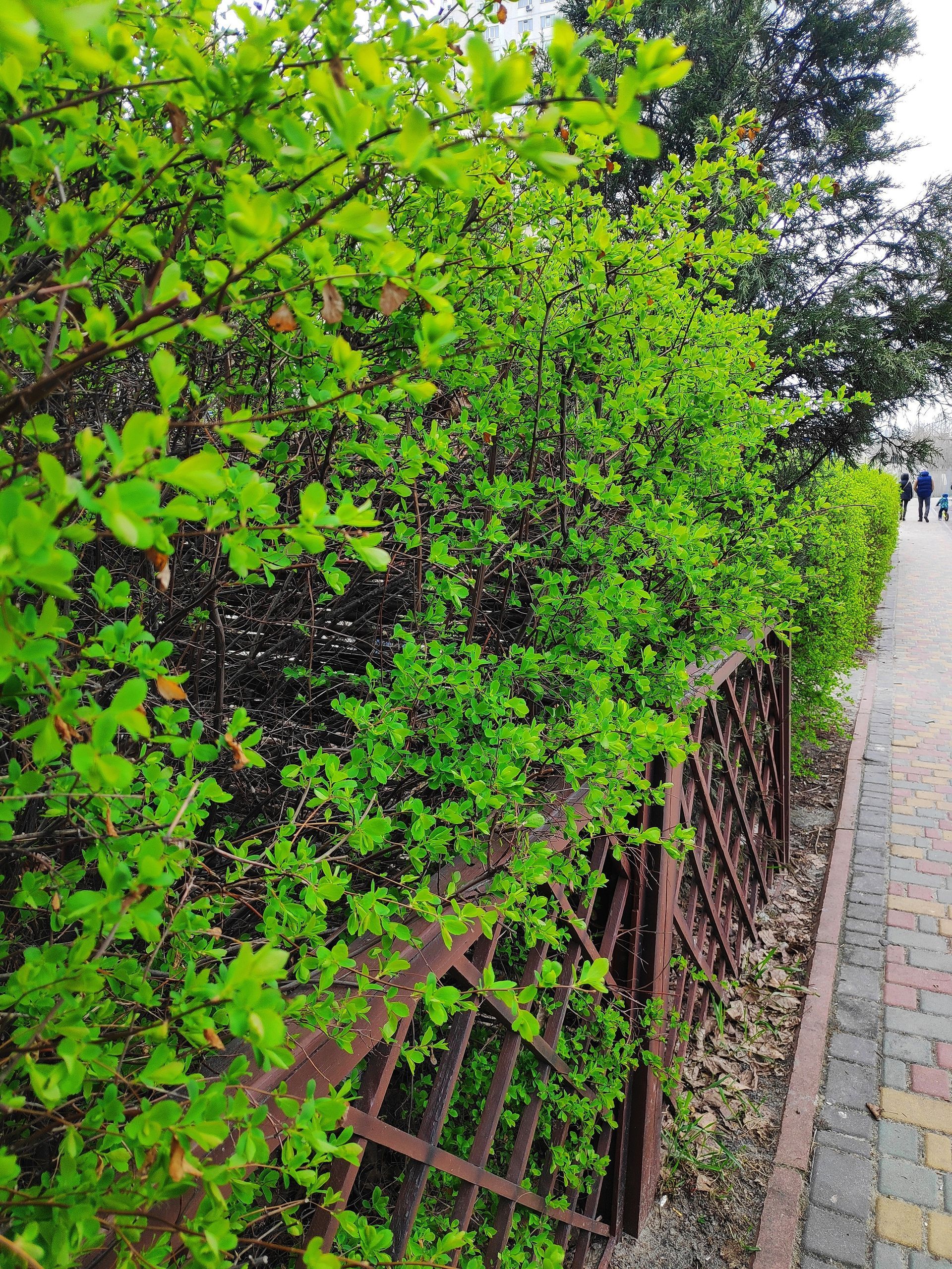 shrubs