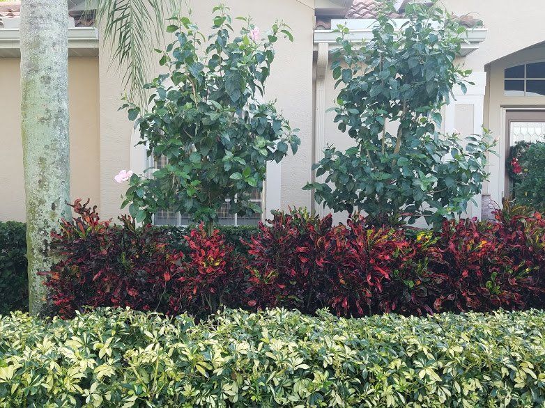 Landscape,Landscaping,Landscape Design,Affordable Landscaping,Flowers,Sod,Garden,Lawn Care,Landscaping on a Budget Sarasota