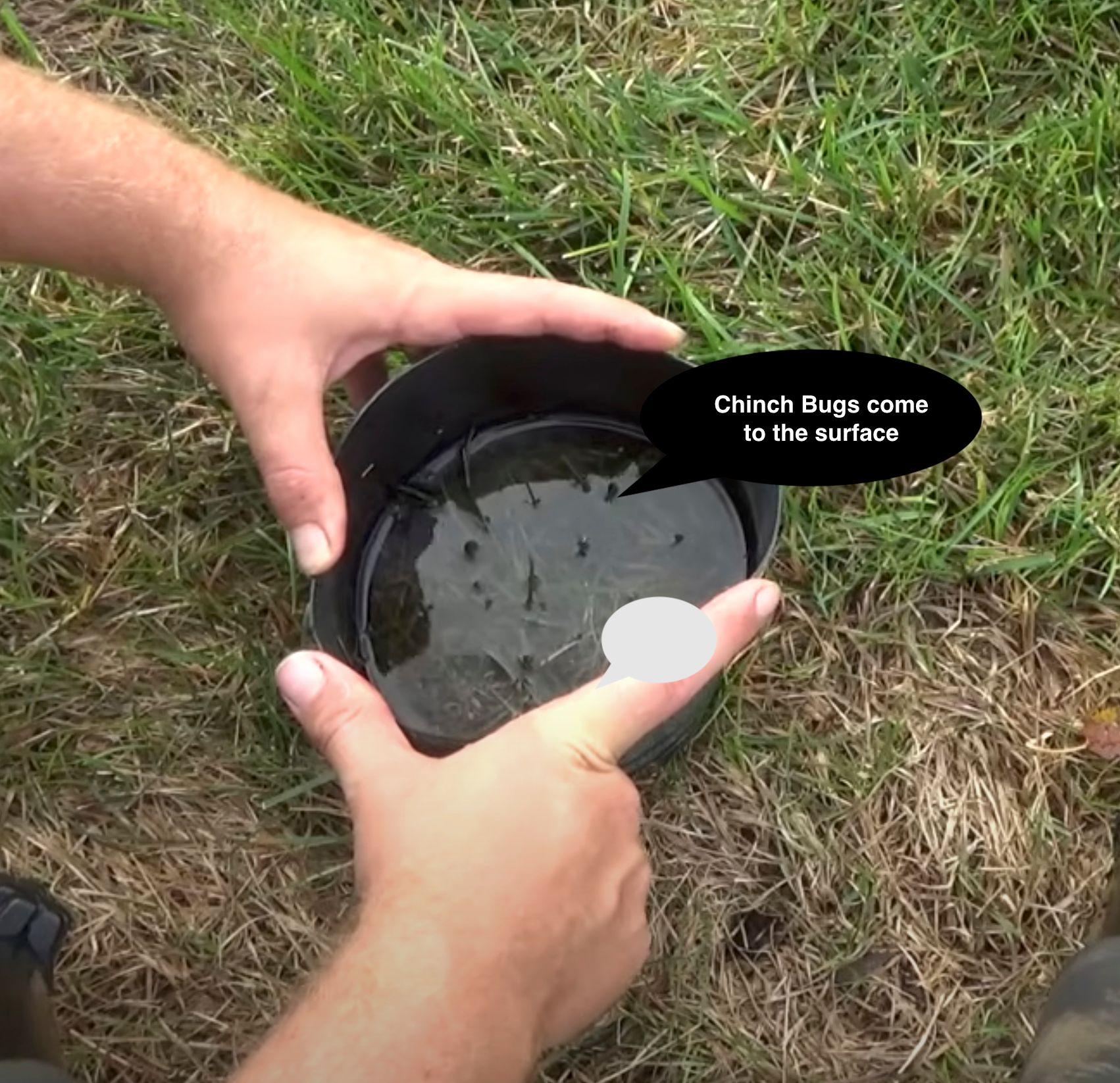 method to detect Chinch bugs