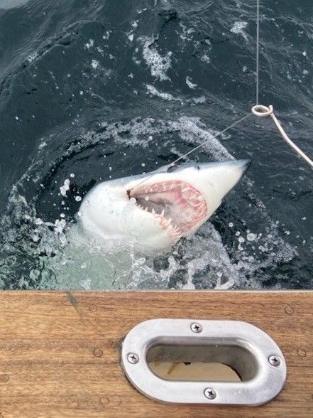 RI SHARK FISHING aboard AERIE ONE