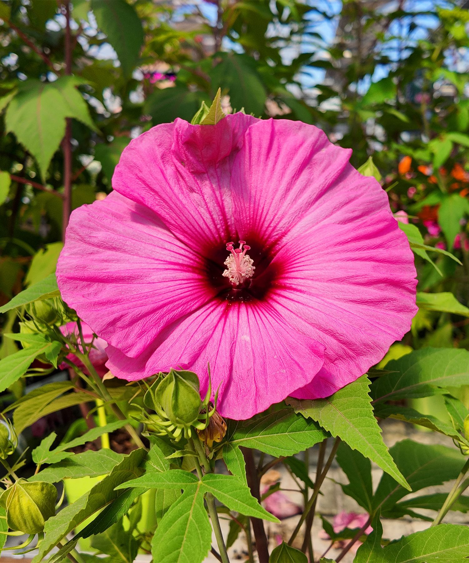 fiori vivaio