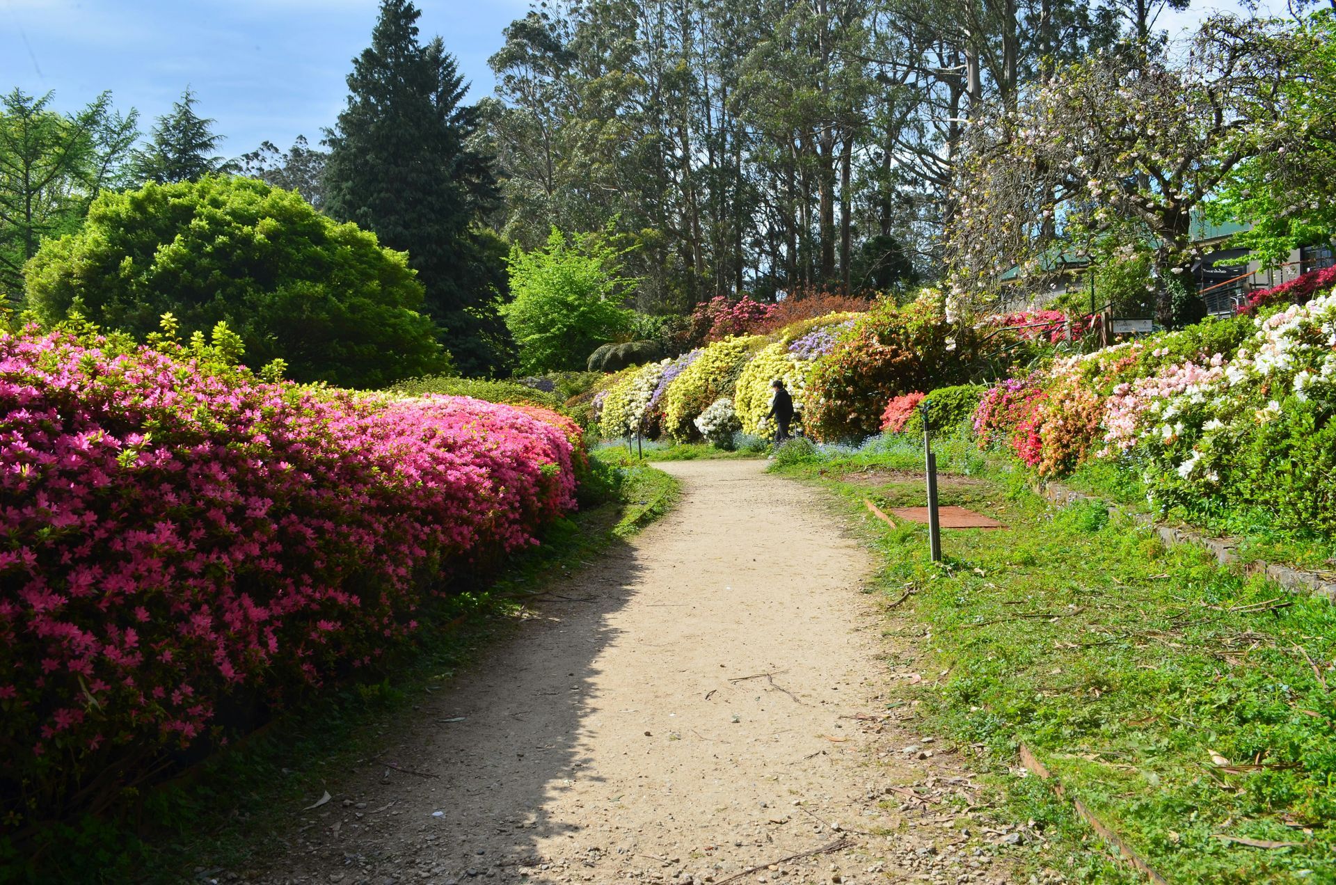 Curved garden path bordered by pink, yellow, and red flowering shrubs under tall trees