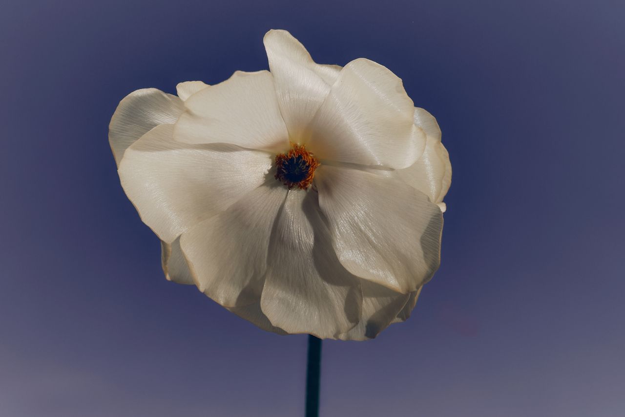 White flower with a dark center on a thin stem against a blue background