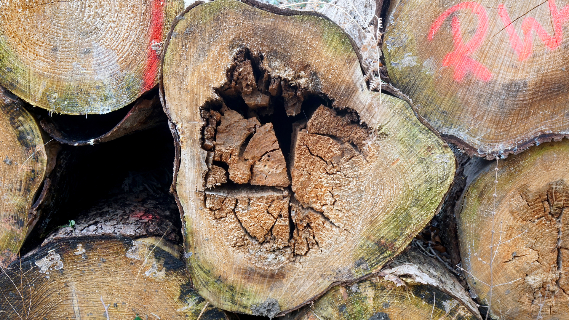Stacked cut logs, one split open to reveal cracked brown wood inside.