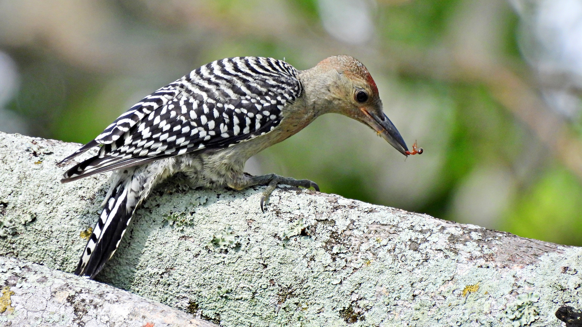 Woodpecker eating an insect
