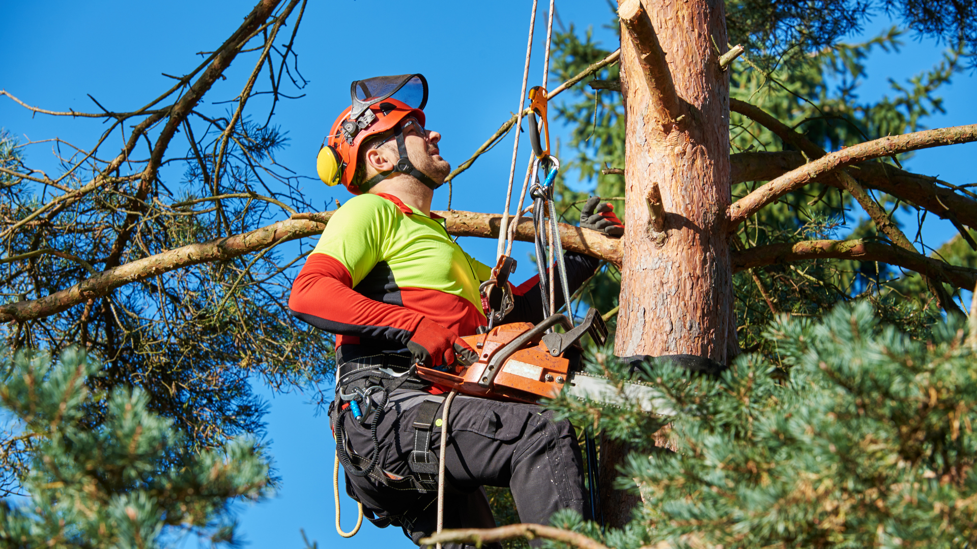 Arborist in safety gear cutting a tree branch with a chainsaw while secured by ropes in a pine tree
