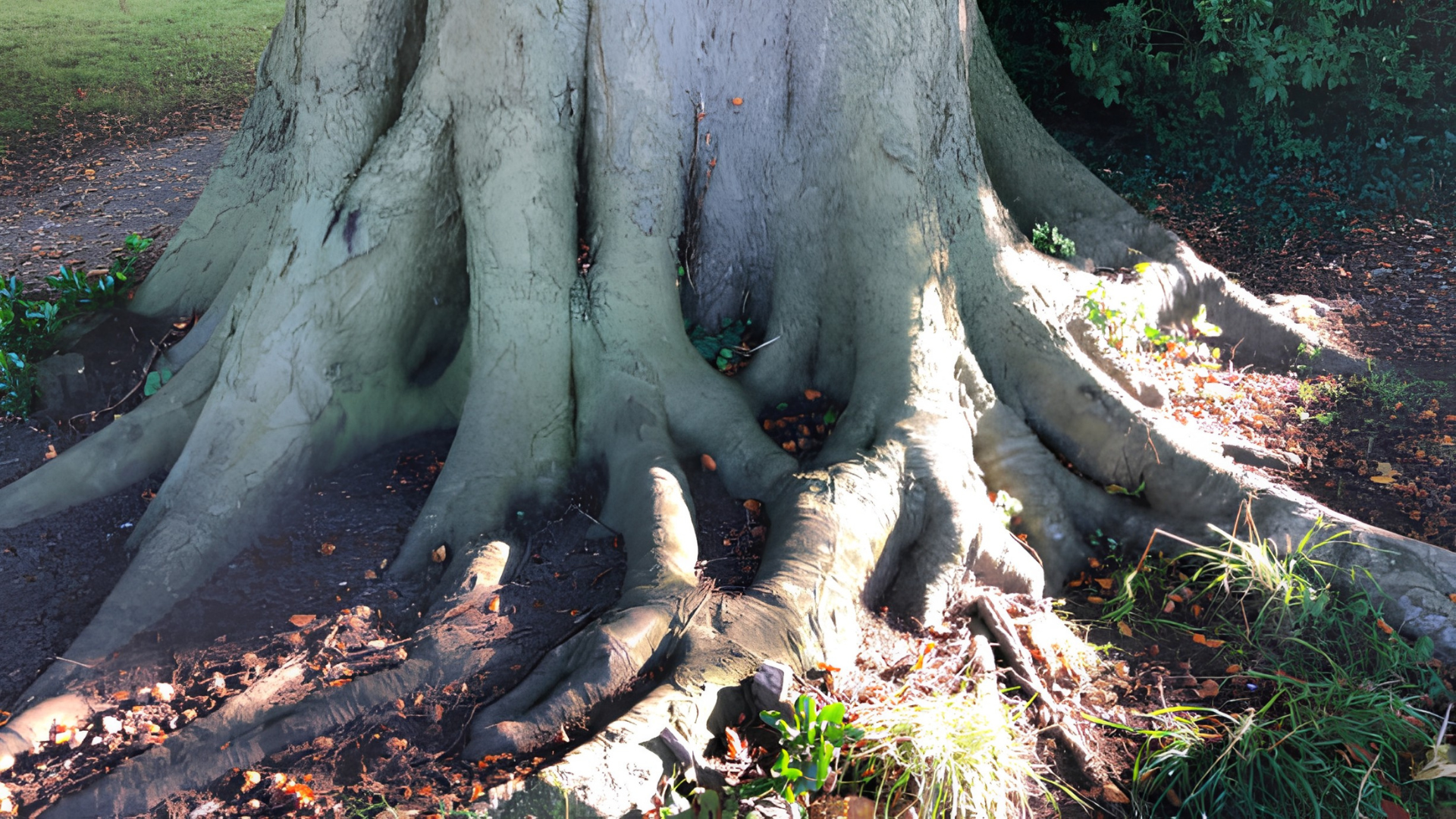 Large tree trunk with exposed roots spreading over sunlit ground and leaves.