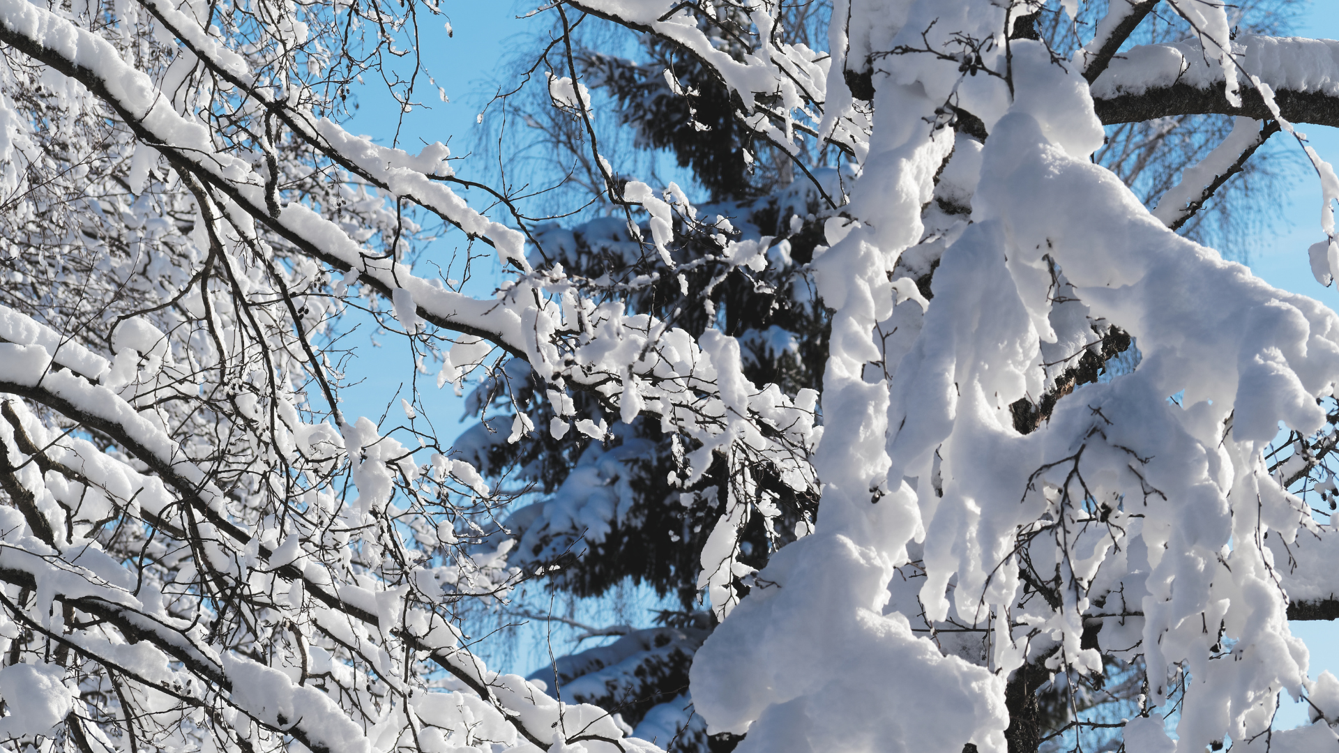 Snow-covered tree branches against a bright blue winter sky