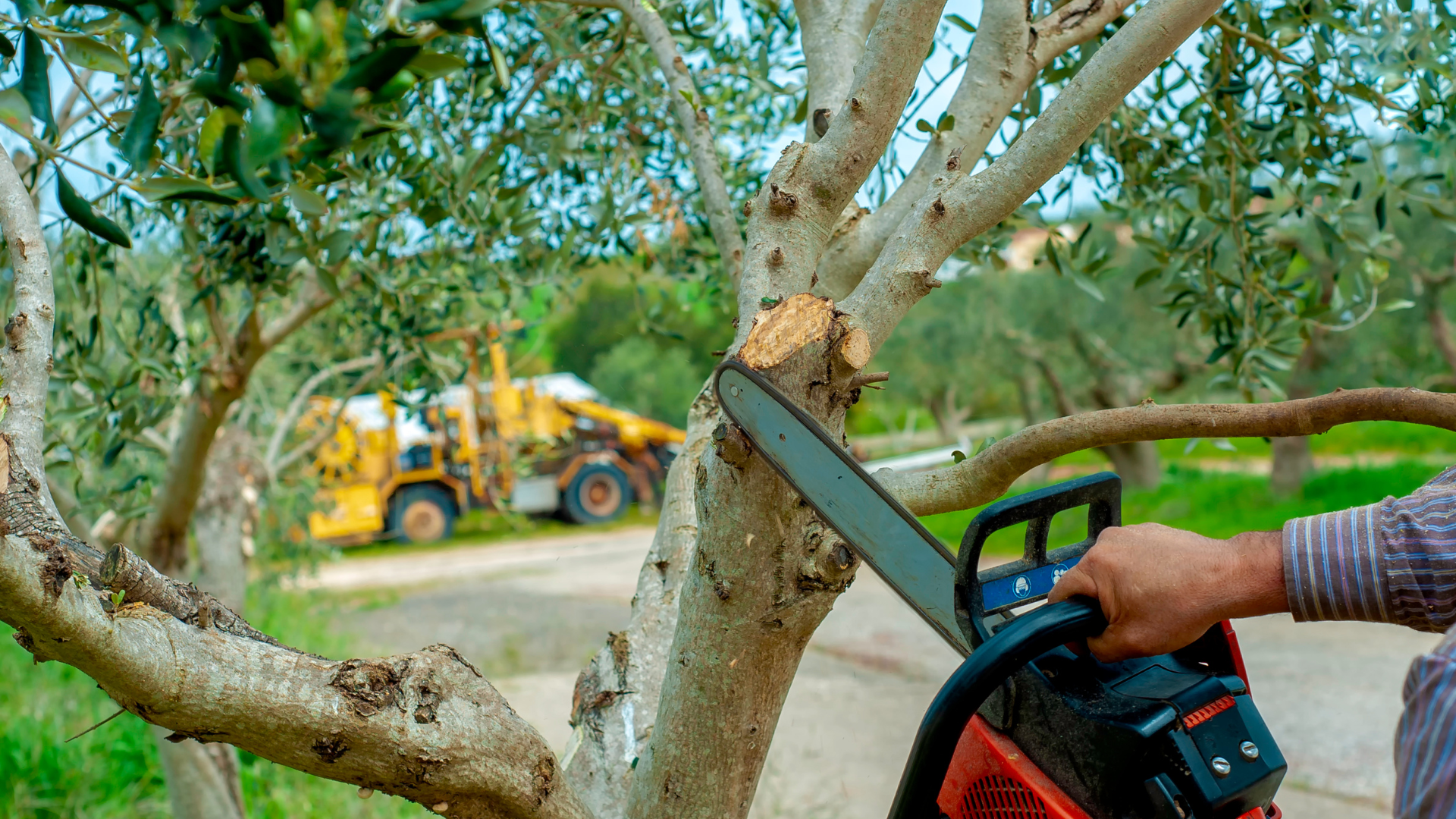 Person using a chainsaw to cut a tree branch, with a yellow loader in the background.