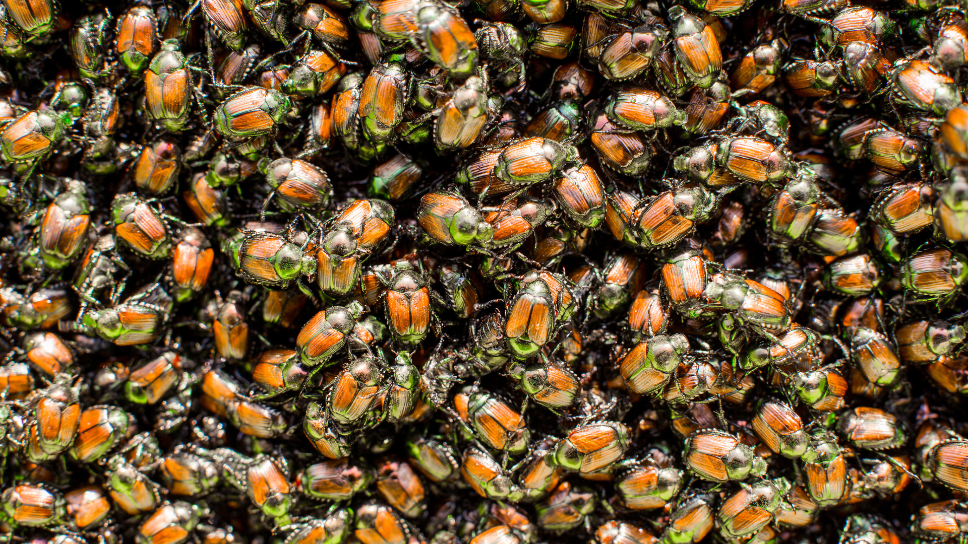 A dense pile of orange-and-black striped ladybugs clustered on a surface