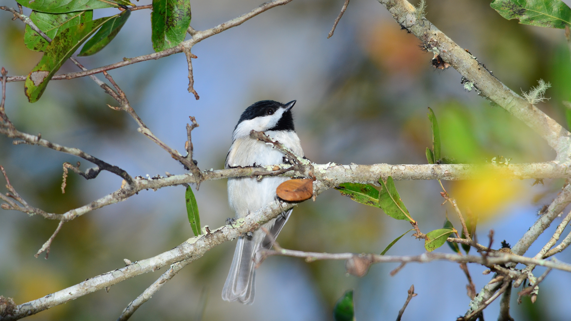 Small black-and-white bird perched on a branch with green leaves, holding a seed
