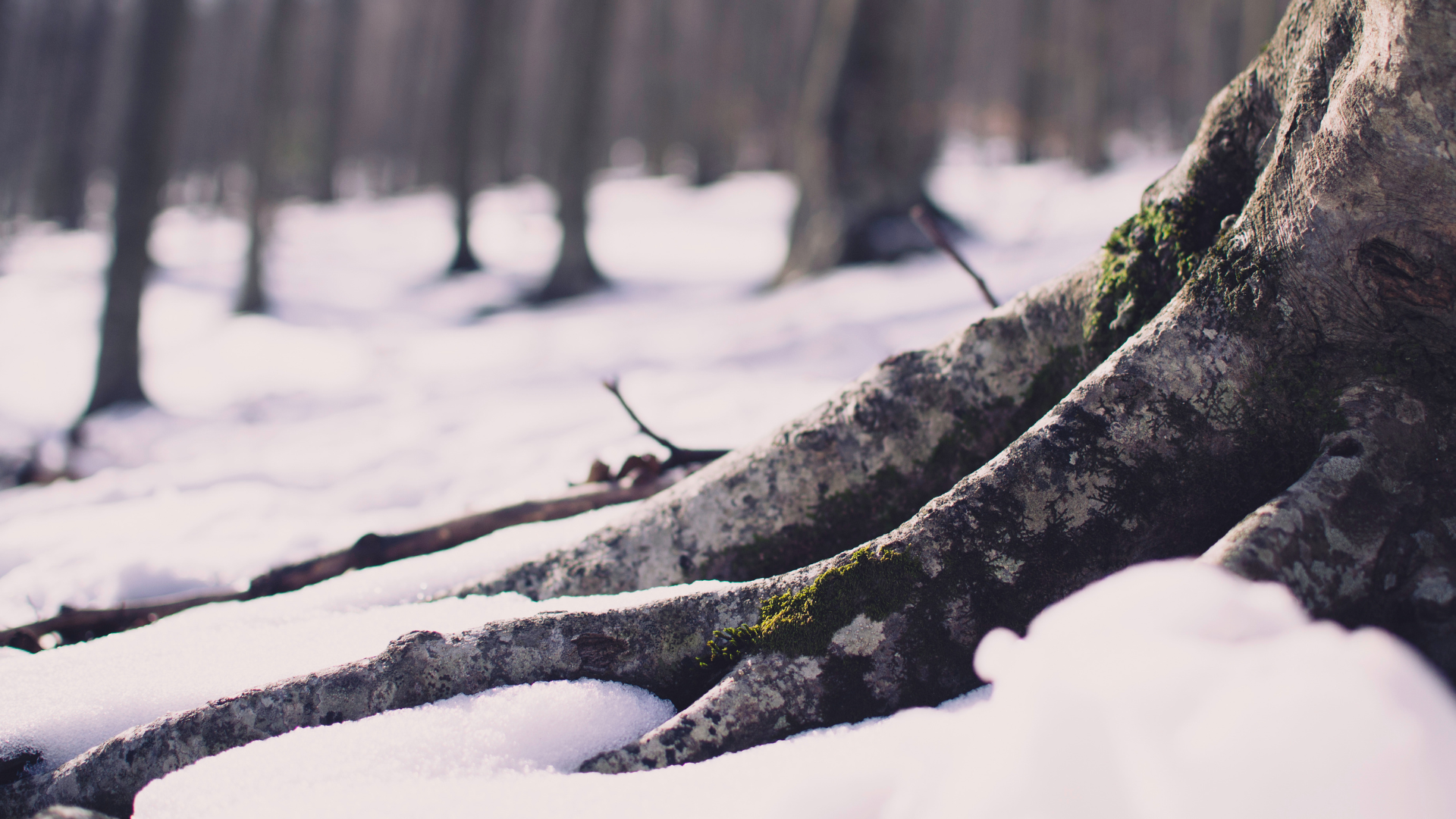 Snow-covered tree roots in a winter forest, with blurred trees in the background