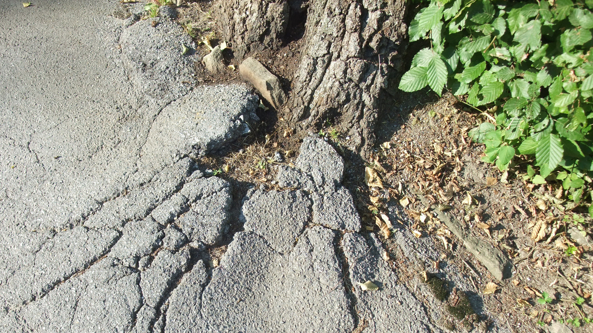 Cracked pavement meeting a tree trunk and green plants along the edge of a sidewalk