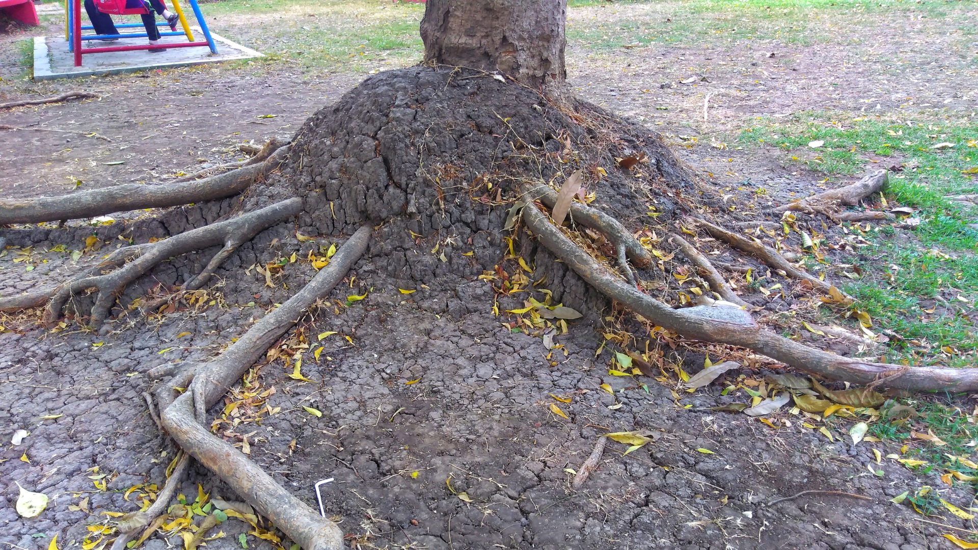 Tree with exposed roots spreading over dirt in a park, with playground equipment in the background