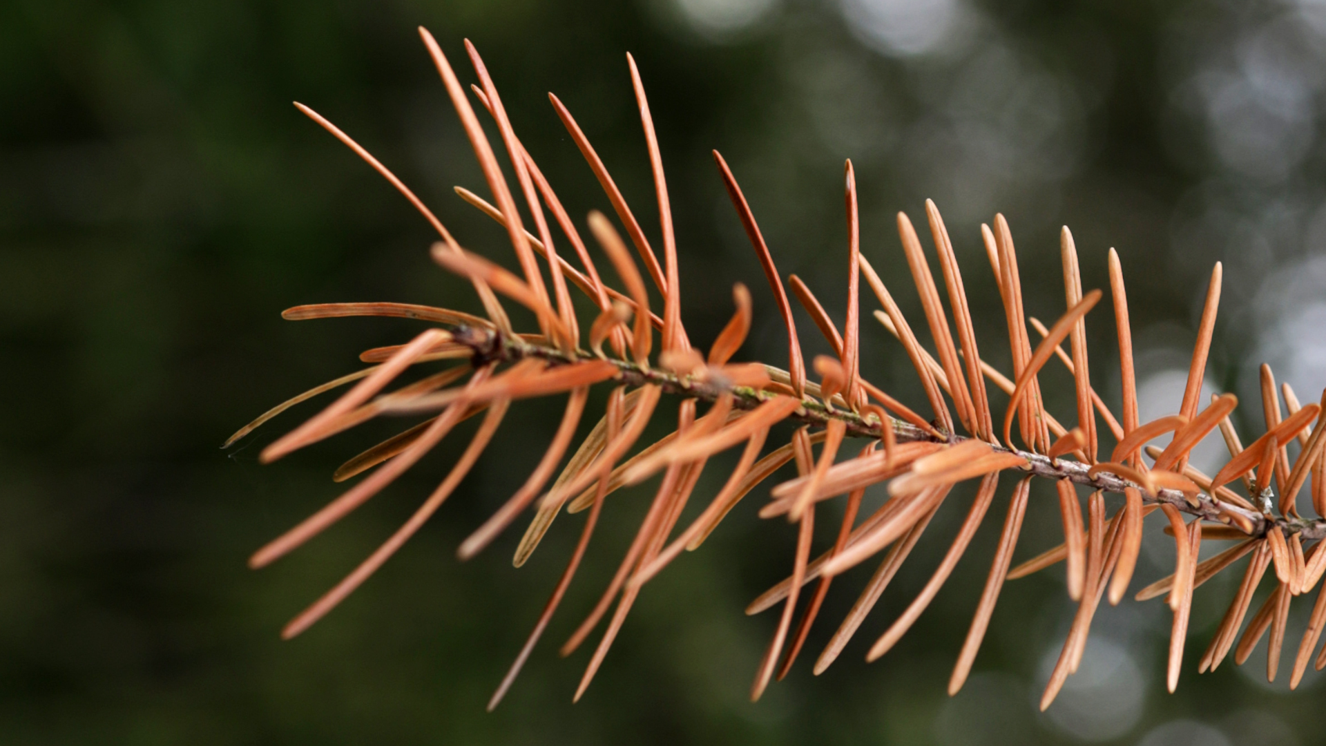 Close-up of an orange-brown pine branch with slender needles against a blurred dark green background