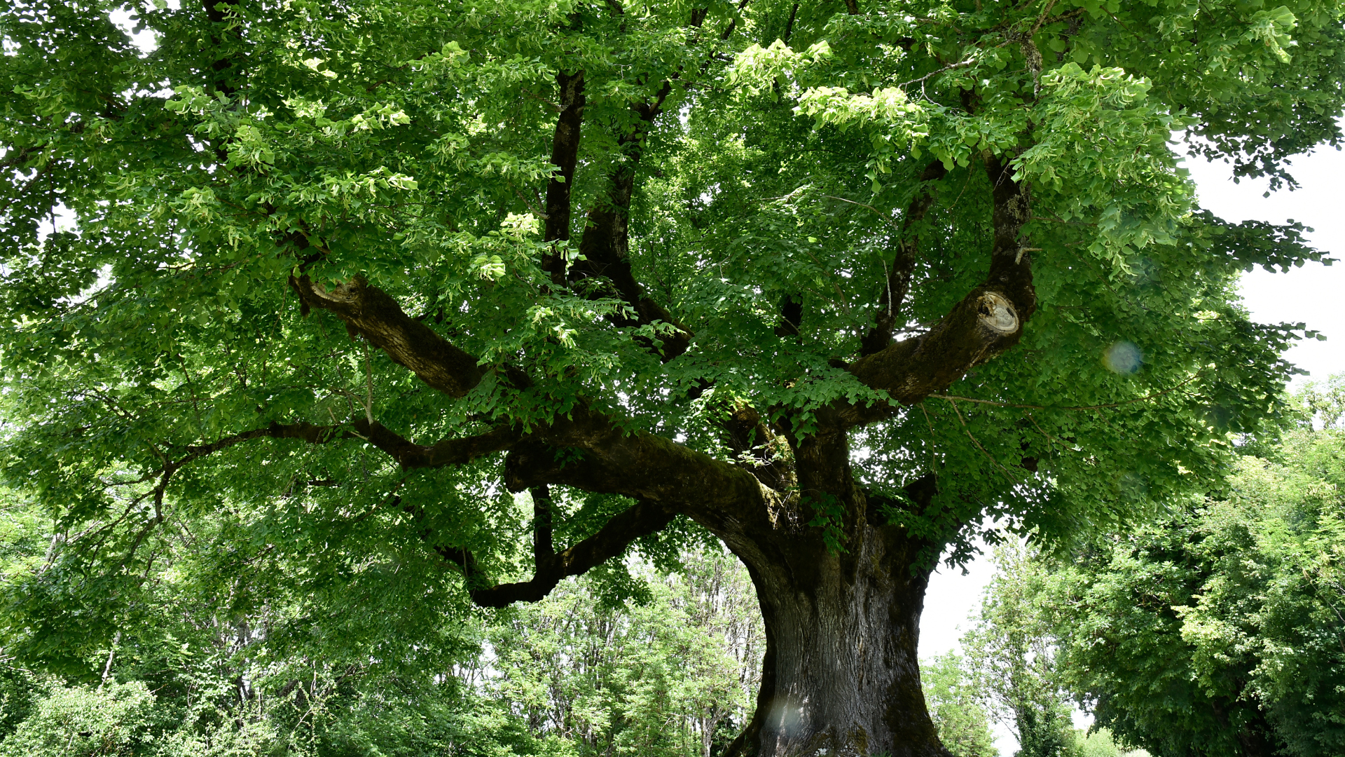 Large leafy green tree with a thick trunk in a bright outdoor setting