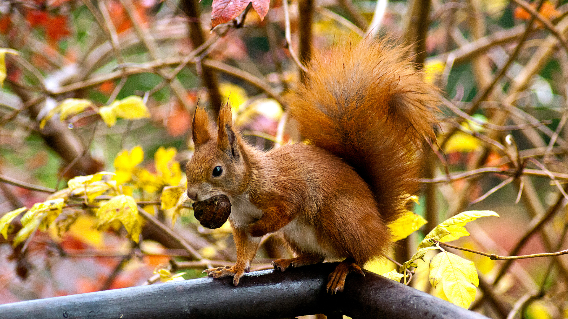 Red squirrel perched on a black railing, holding food among yellow autumn leaves.