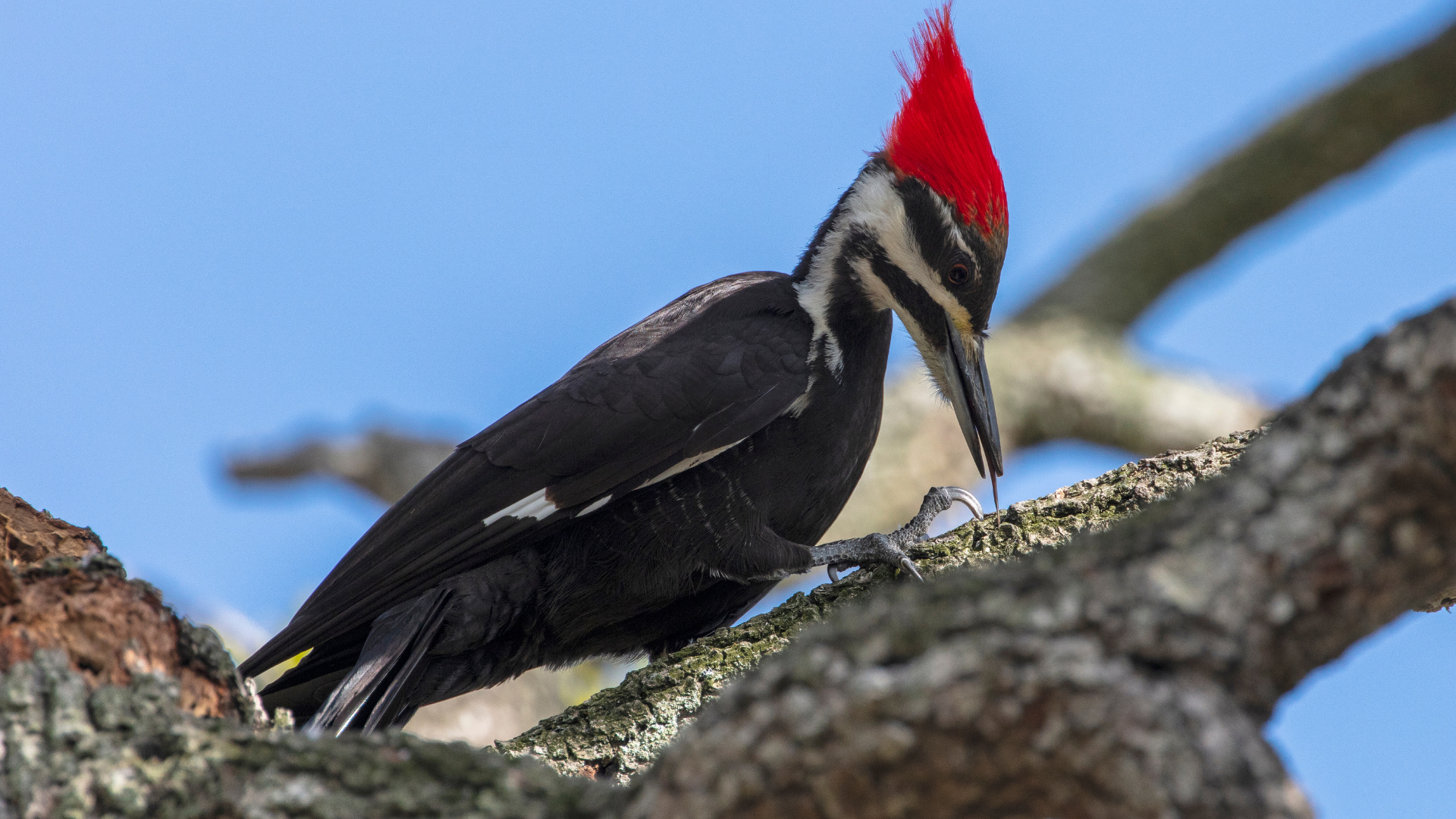 woodpecker looking for insects on a tree