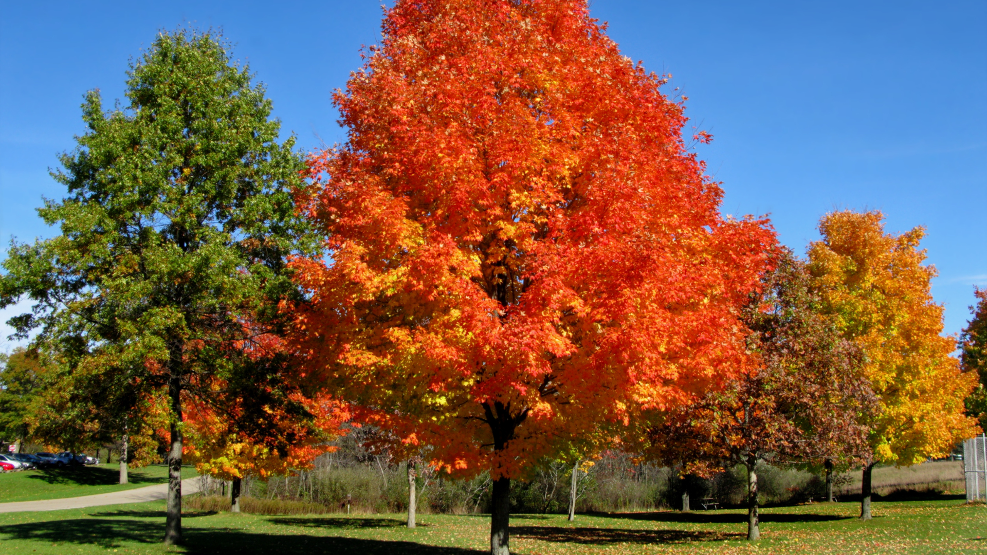 Autumn trees with bright red, orange, and green leaves in a sunny park