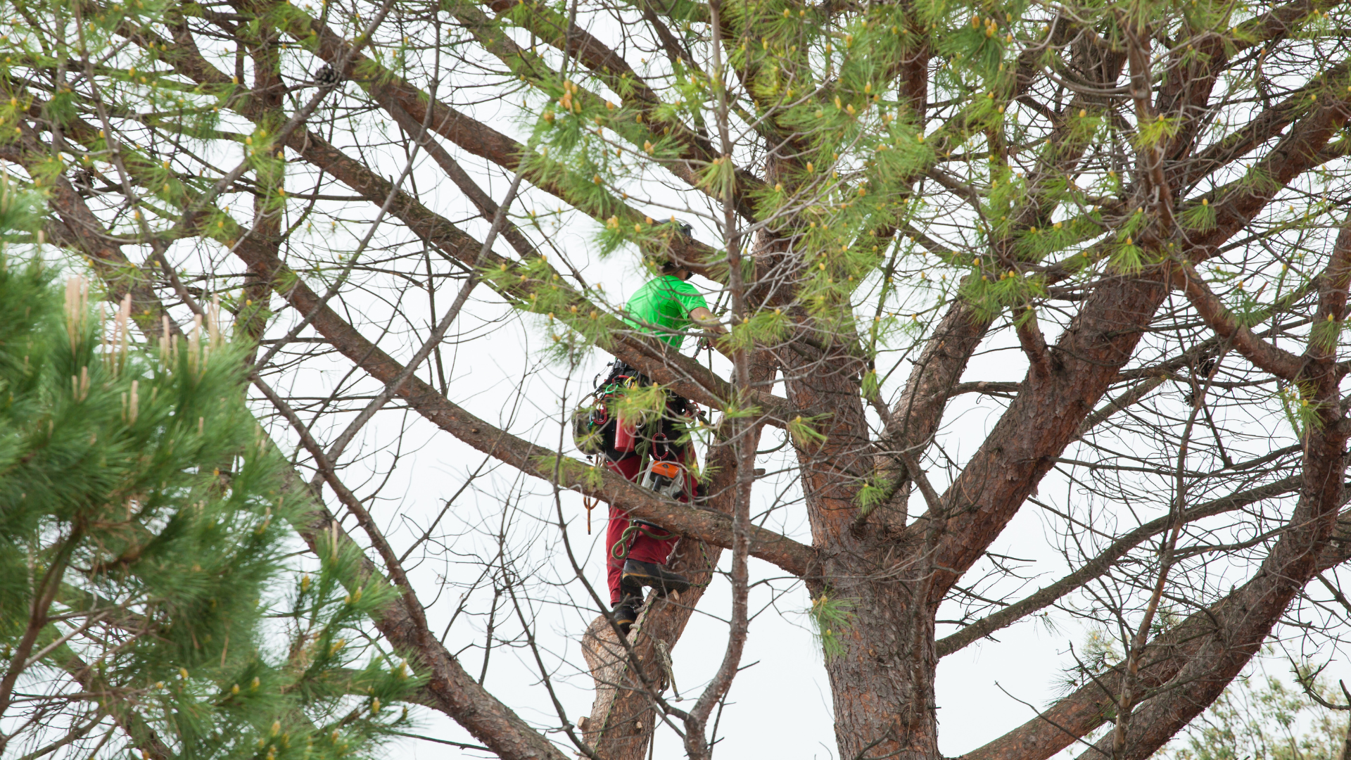 Person in a green shirt climbing a tree among dense branches.