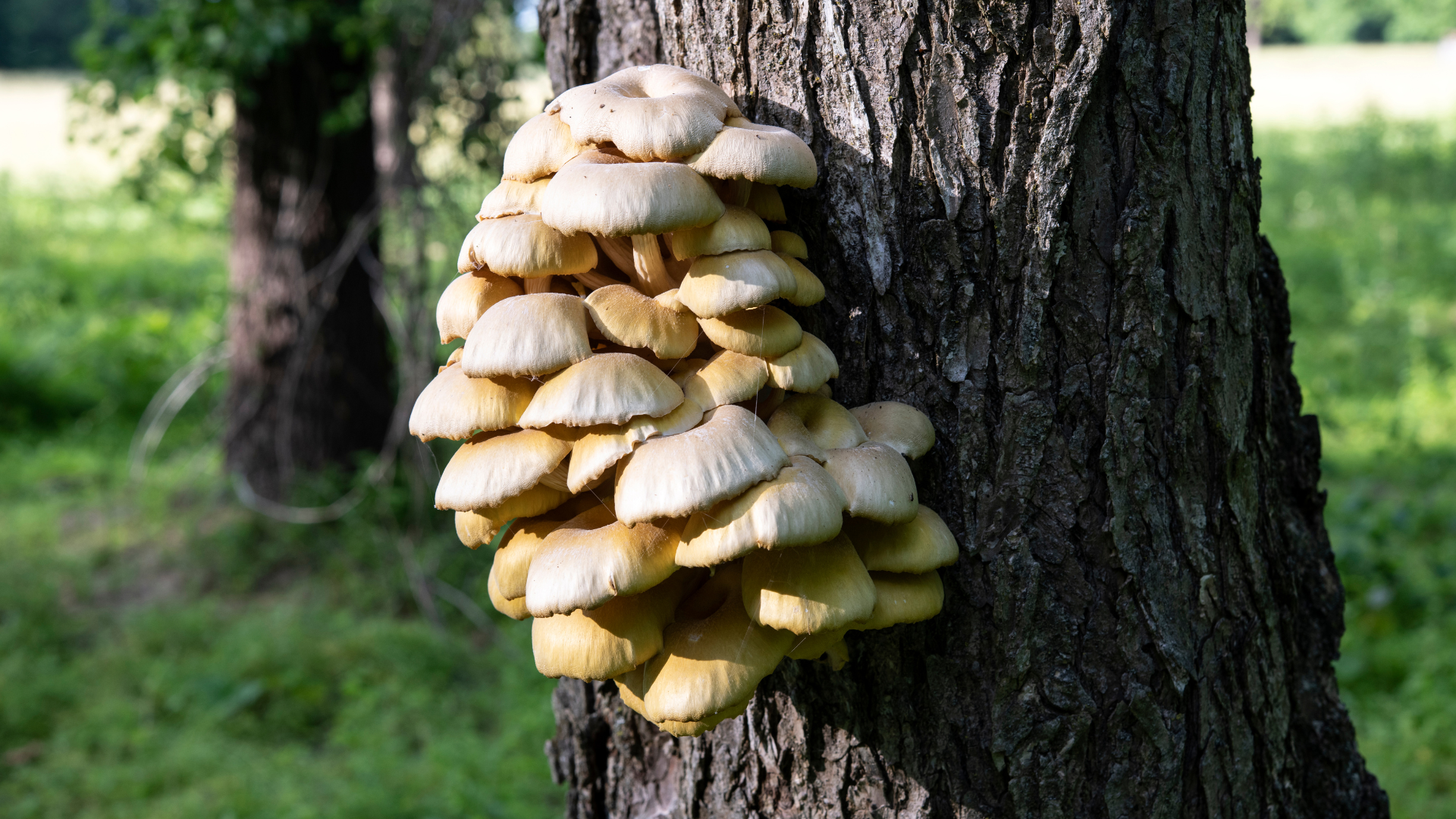 a clump of mushrooms/fungi on a tree trunk