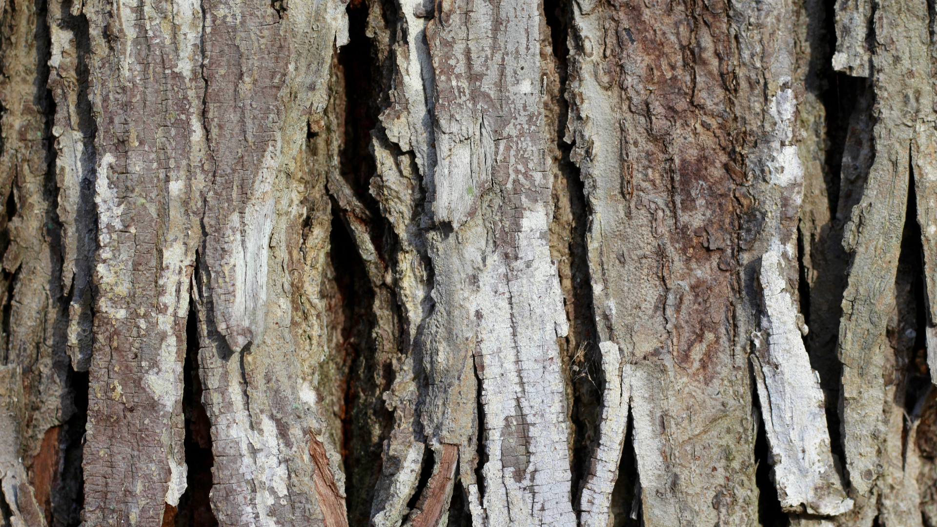 Close-up of rough tree bark with gray, brown, and tan textured vertical ridges