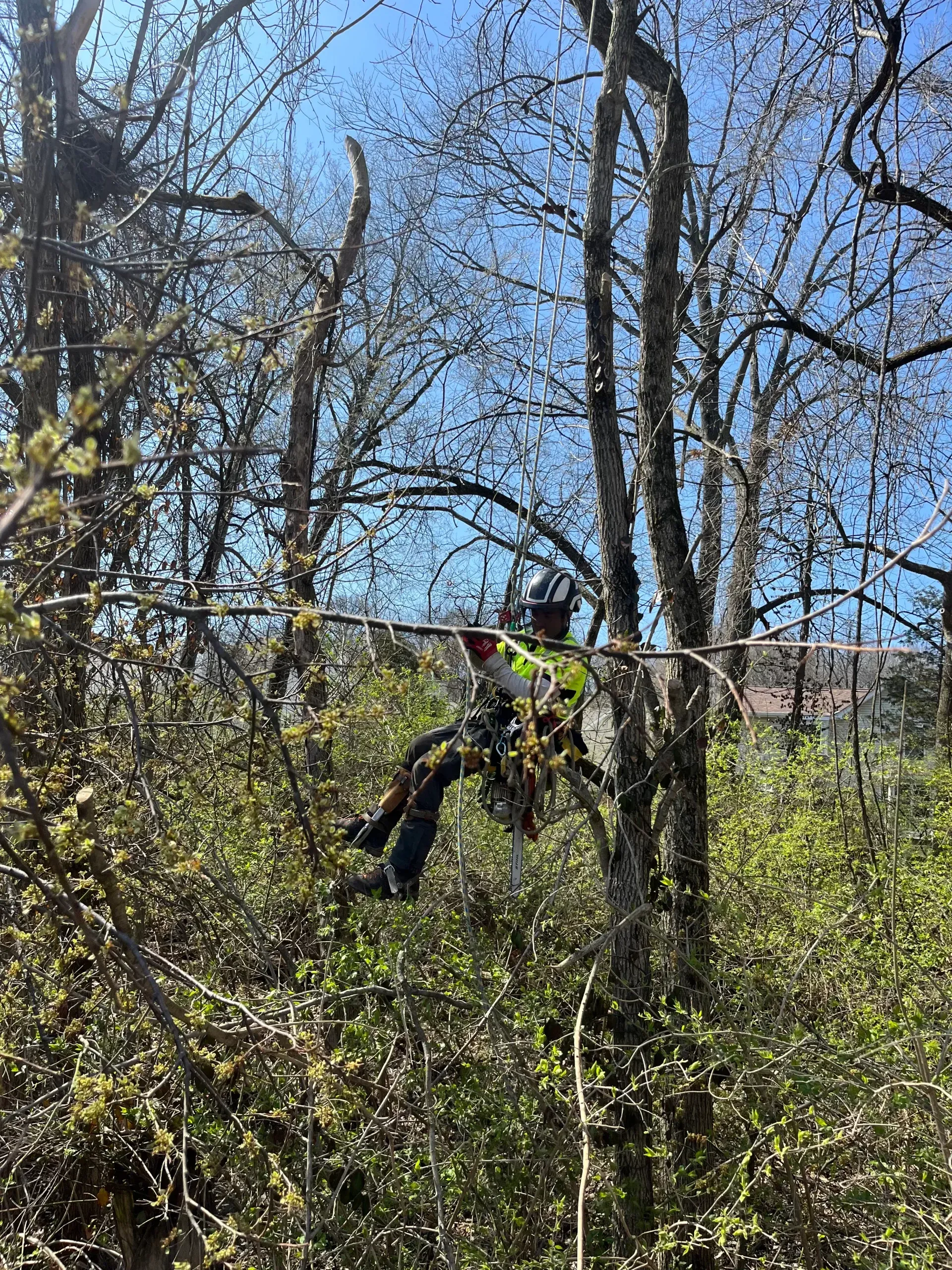 A man is hanging from a tree in the woods.