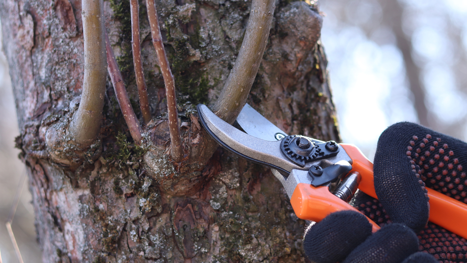 Hand pruning tree bark with orange pruning shears near exposed vines