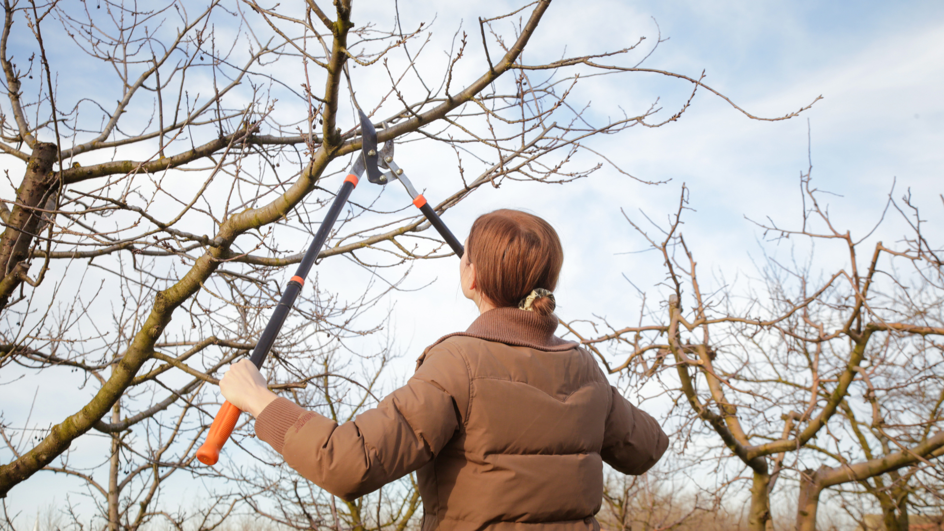 Person pruning bare orchard branches with orange-handled shears on a cloudy day