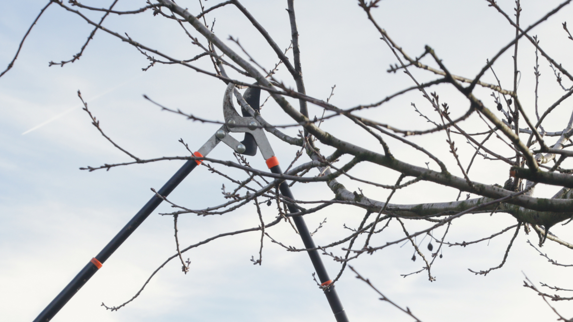 Pruning shears cutting leafless tree branches against a pale sky