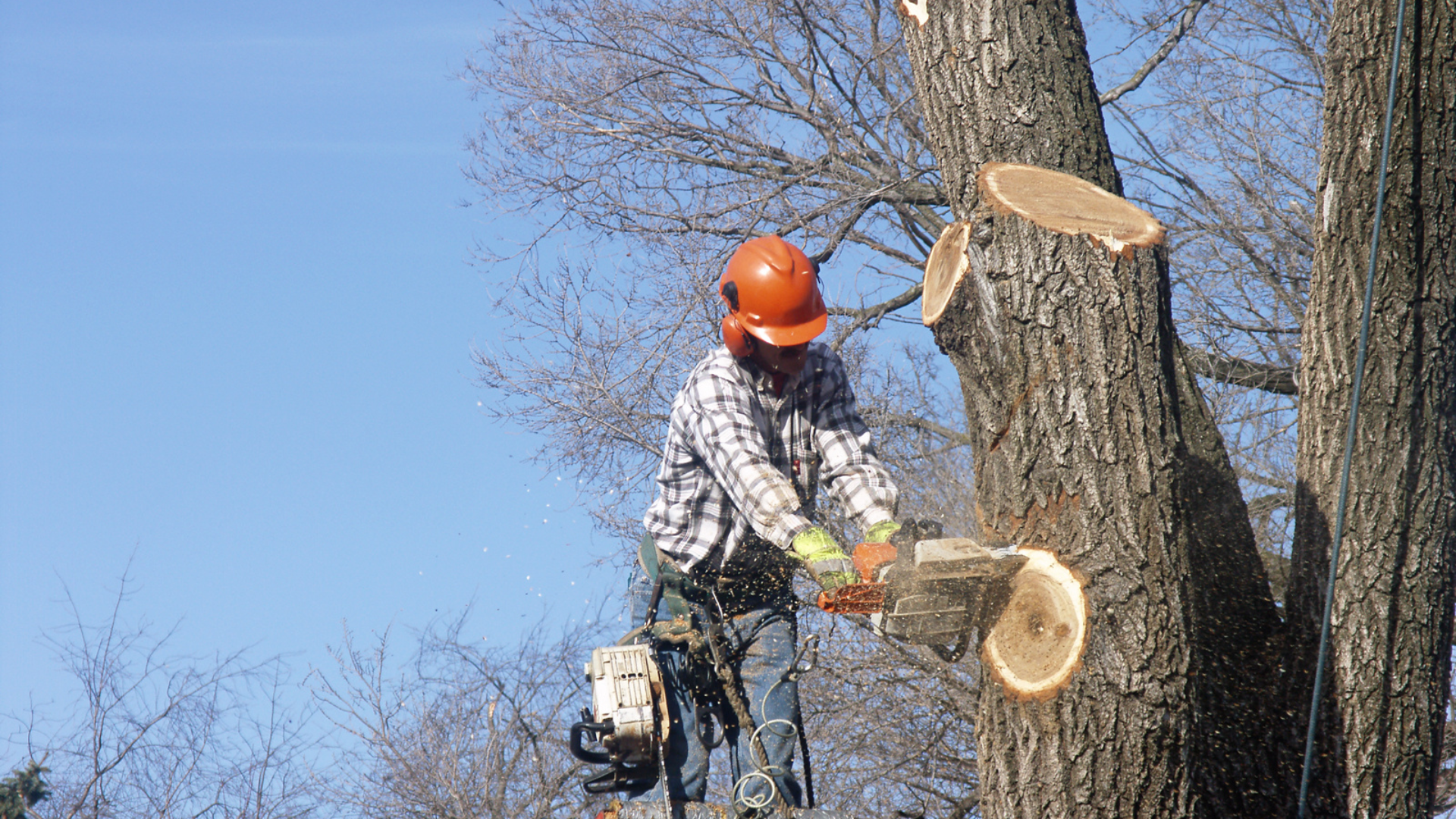Worker in orange helmet cutting tree branches with a chainsaw outdoors on a sunny day