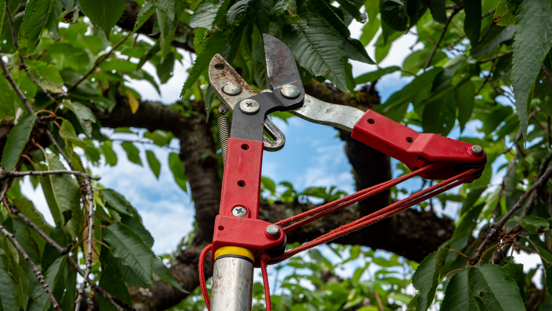 Red pruning shears clipped to a pole among green tree branches against a blue sky
