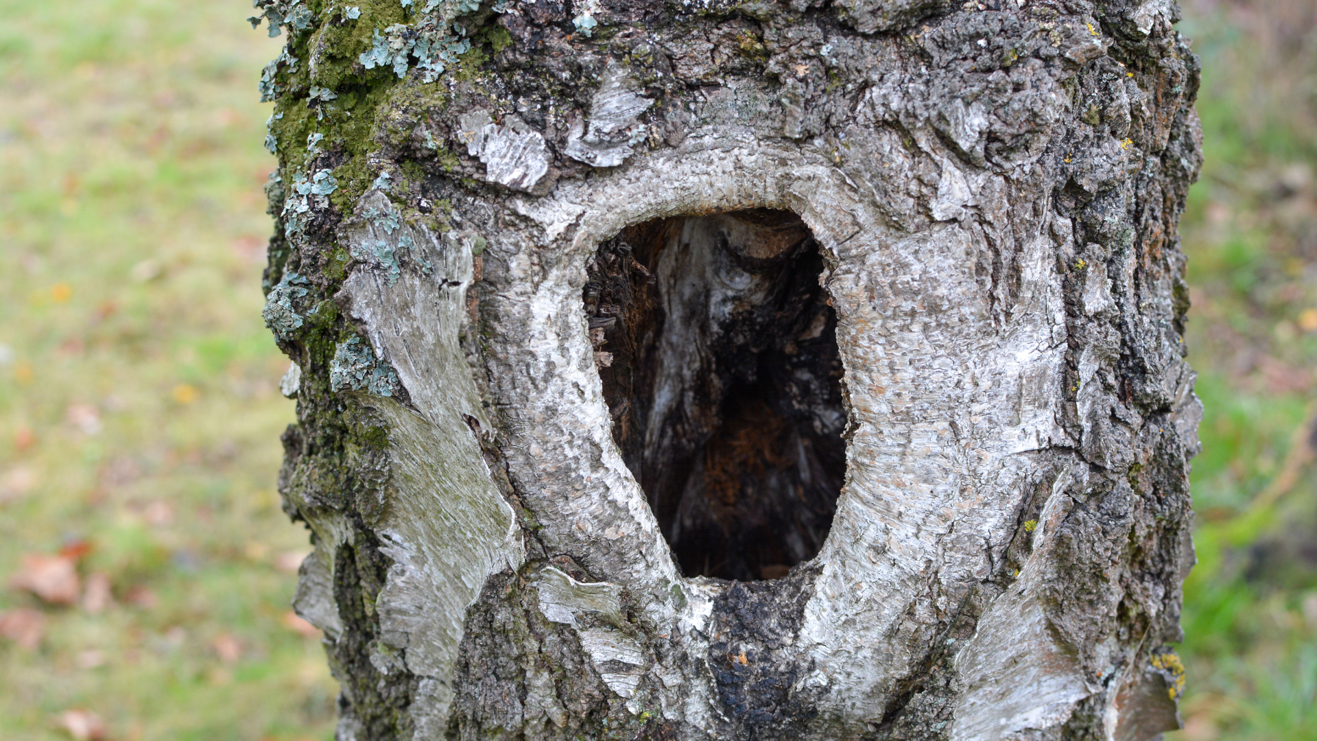 Close-up of a tree trunk with a hollow, dark cavity in the bark