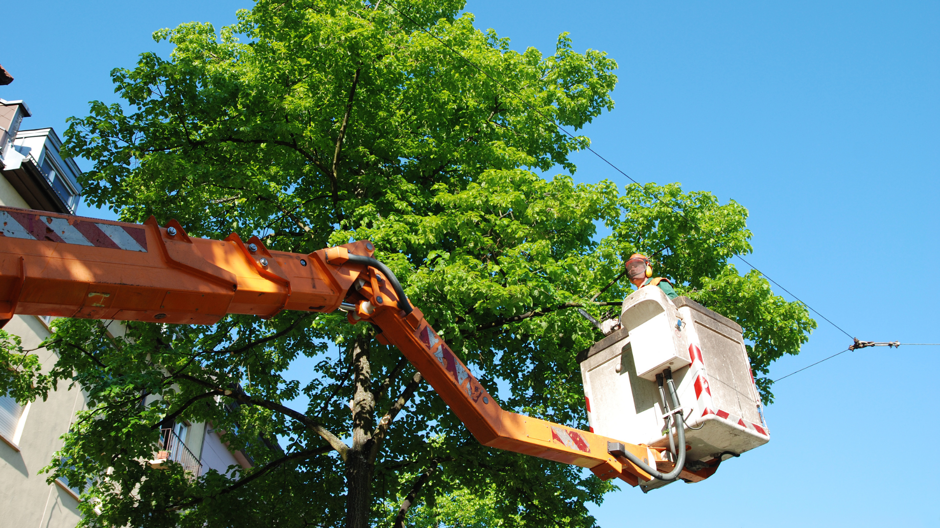 Worker in a bucket lift trimming a leafy tree against a blue sky