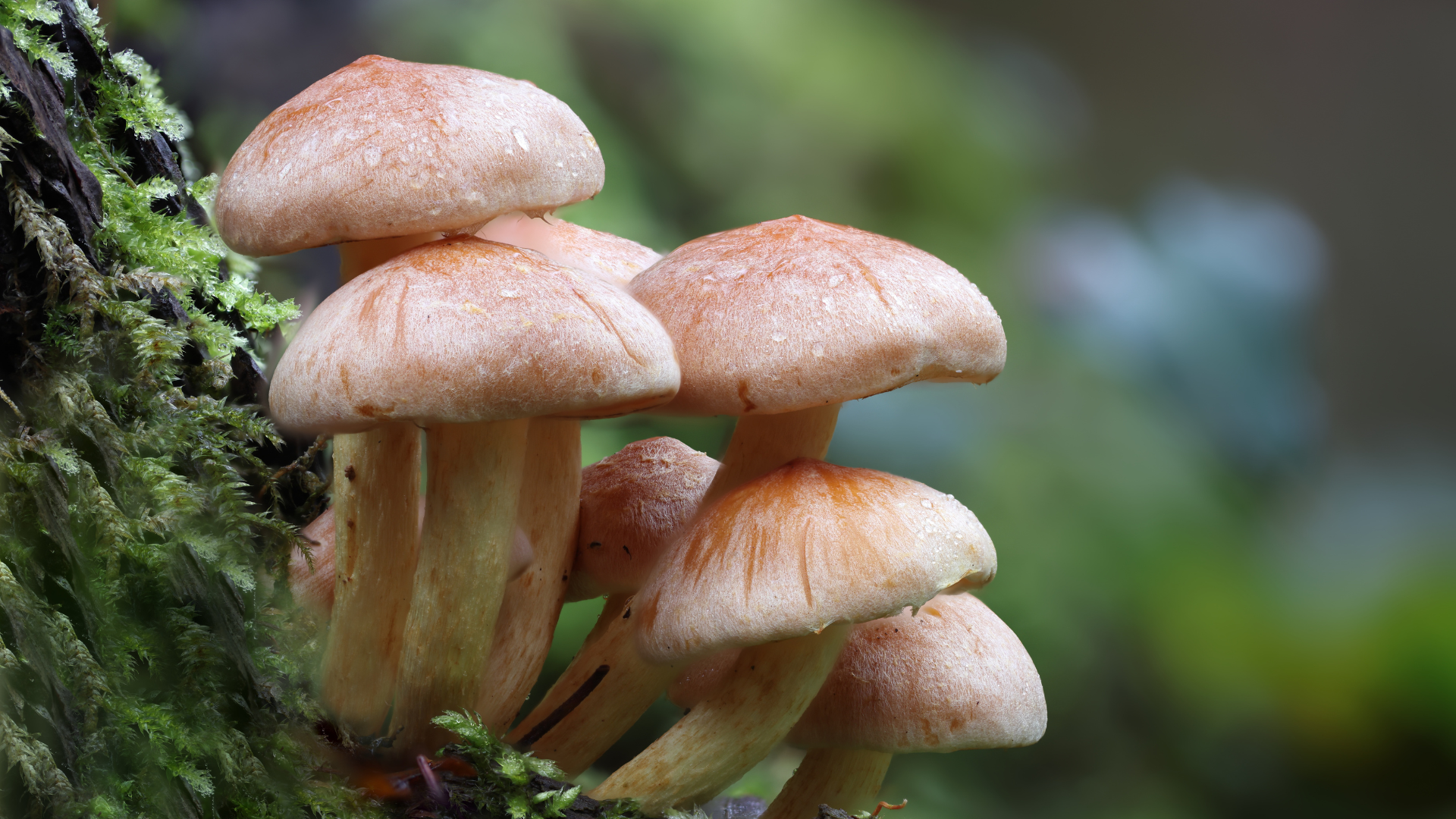 A cluster of tan mushrooms growing on a tree base during the rainy season