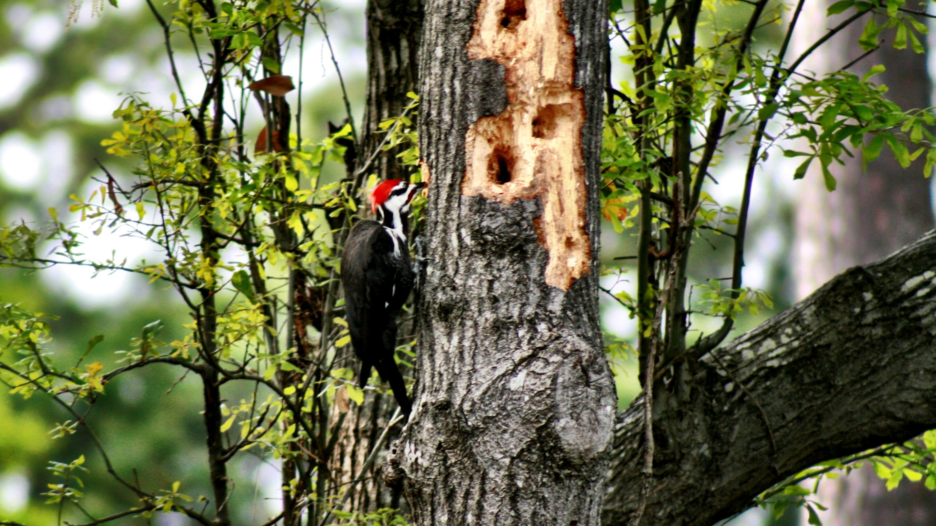 Woodpecker showing signs of tree insect infestation