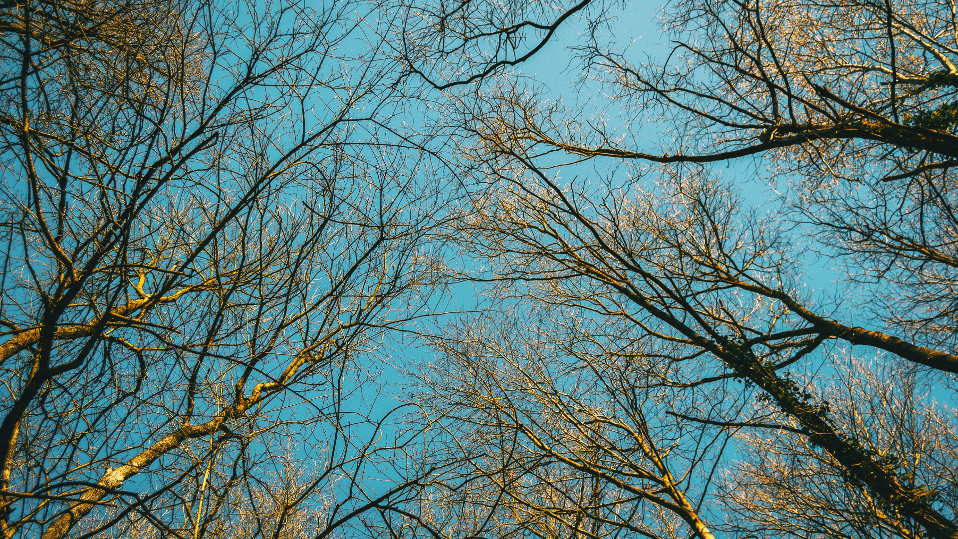 canopy thinning due to insect infestation on tree