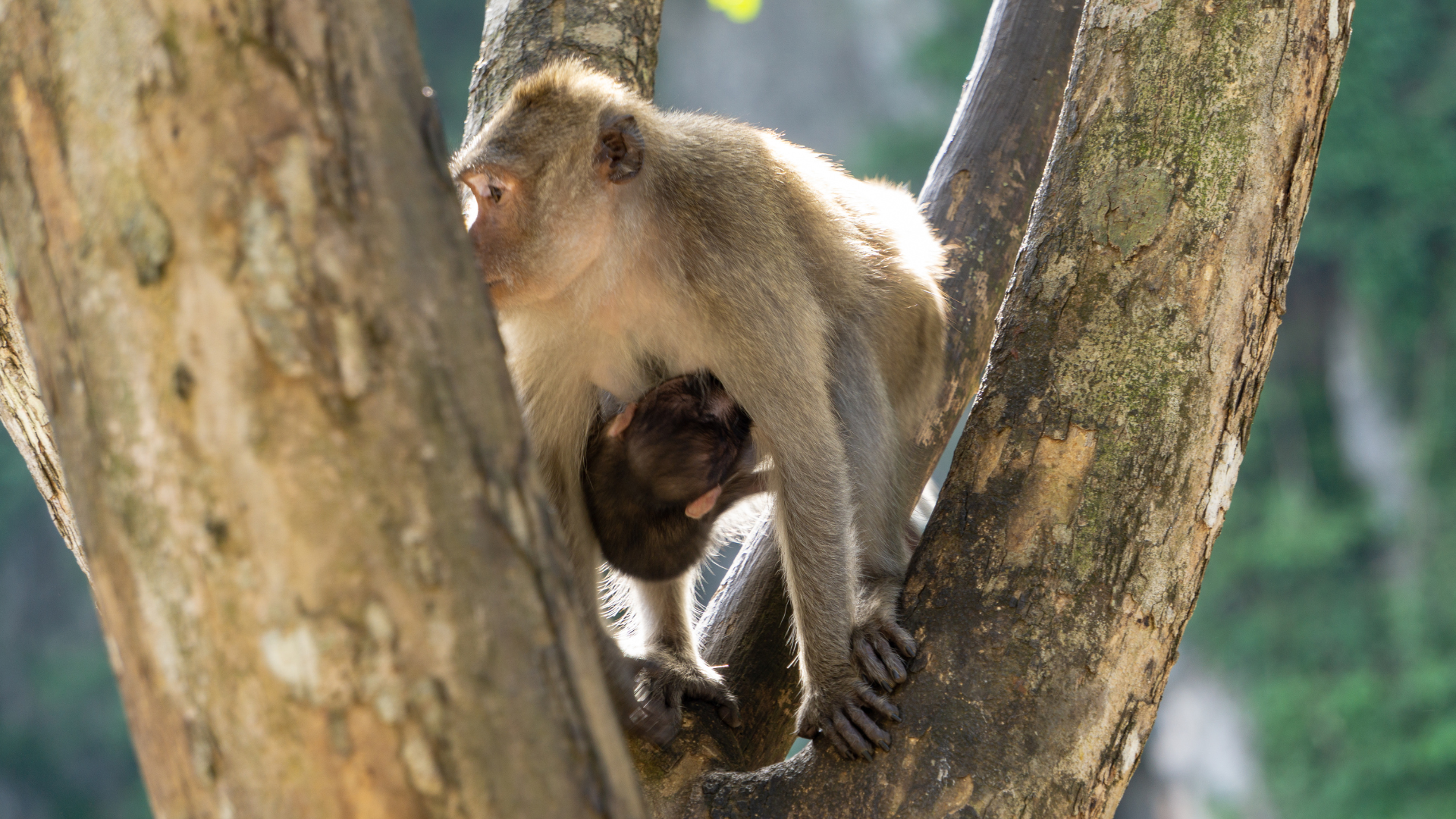 A monkey crouches between tree trunks, grooming or picking at something, in a sunlit wooded area.