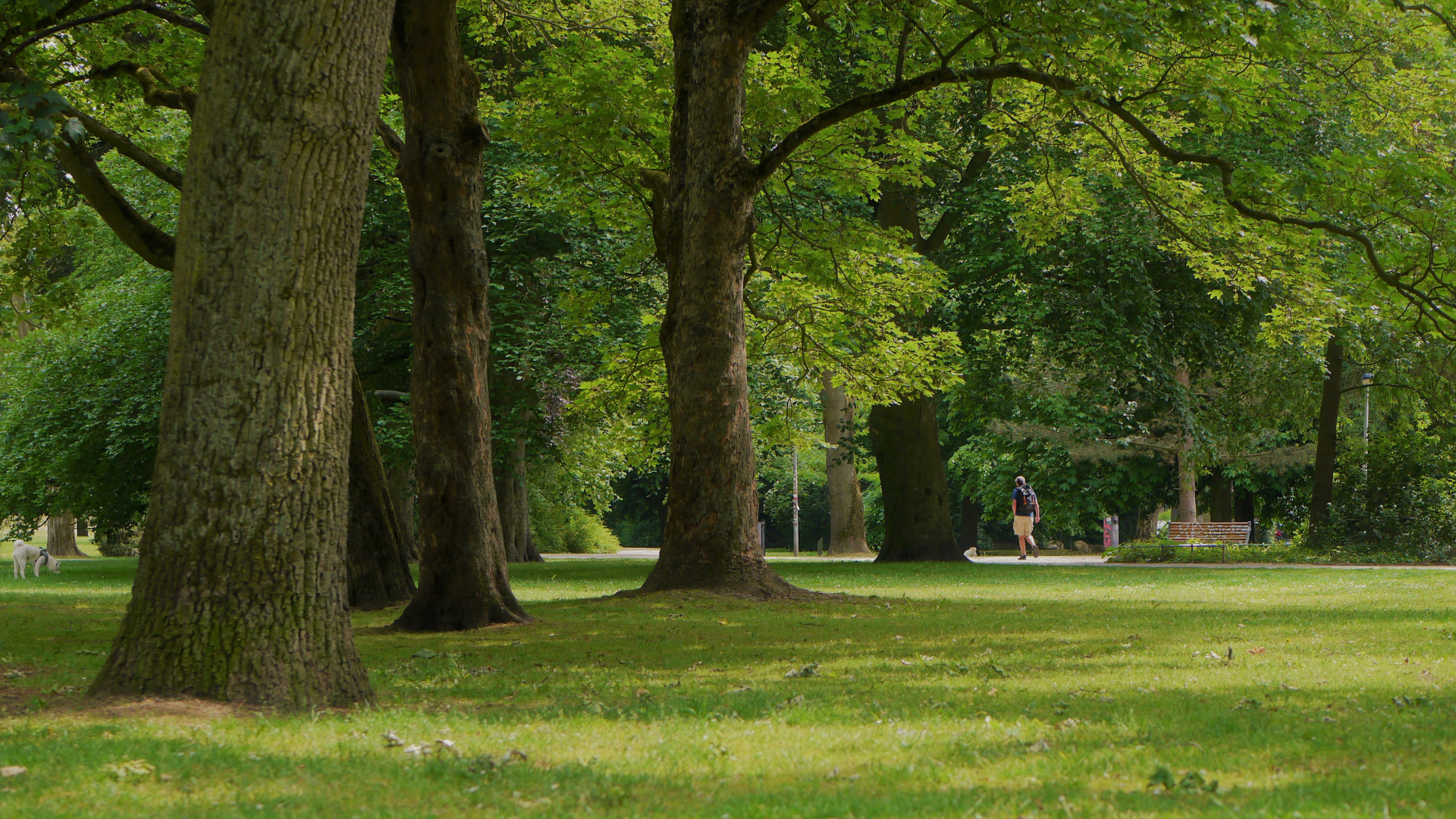 Tree-lined park with green grass and a few people in the distance