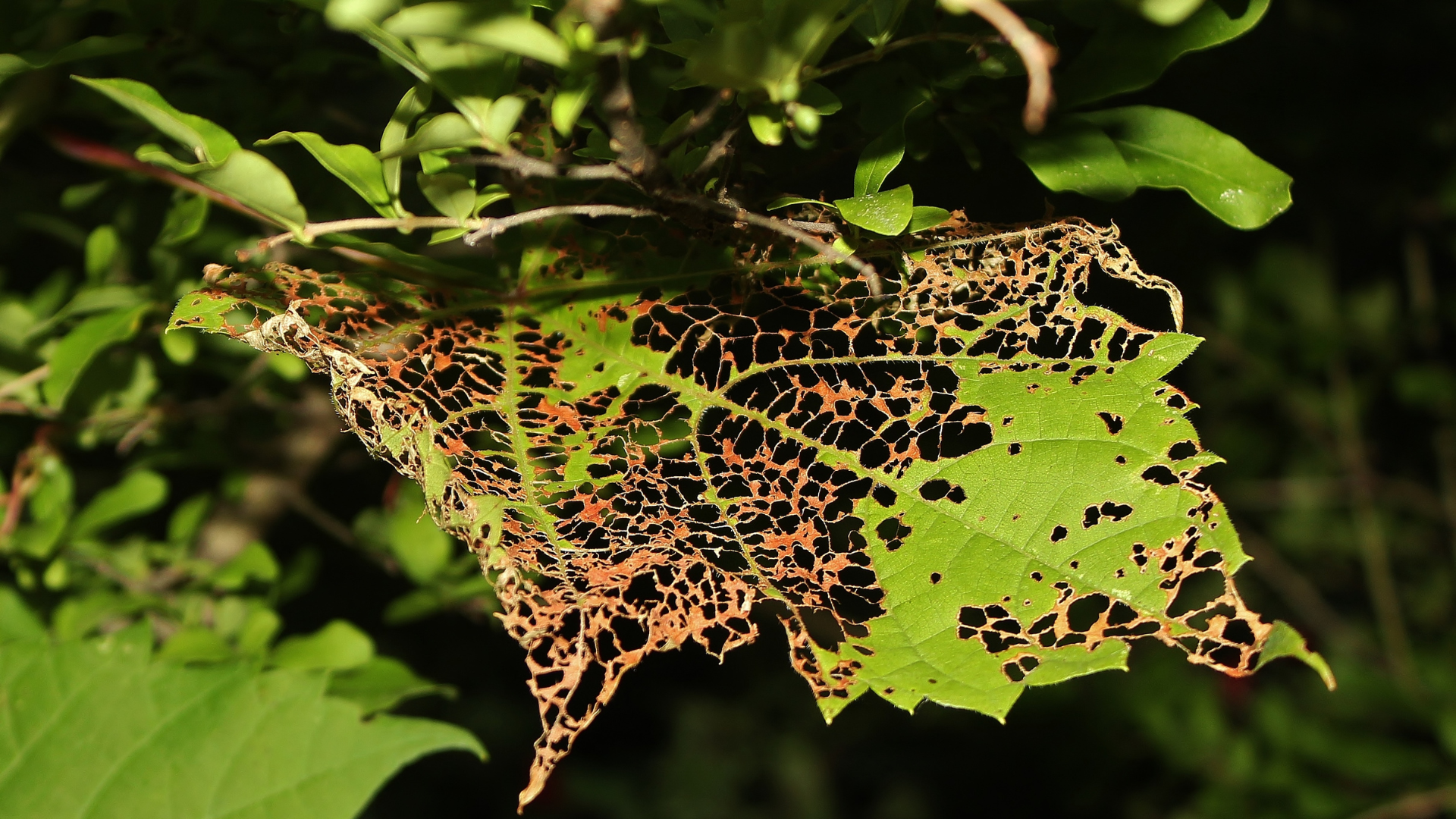 Chewed green leaf with holes and brown damage hanging among blurred foliage
