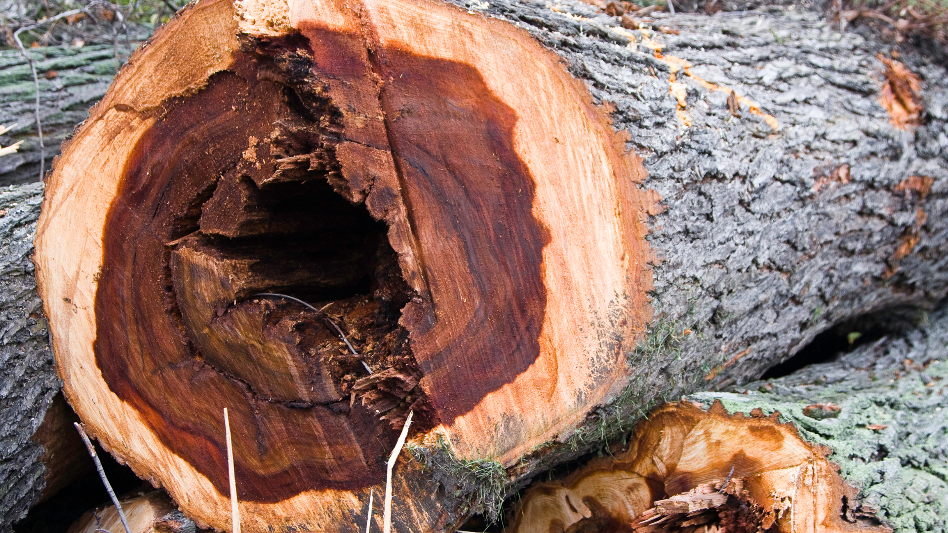 Close-up of a cut tree trunk with a dark hollow center and rough gray bark