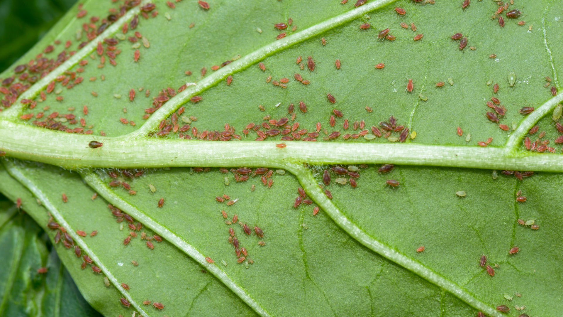 Green leaf underside covered with clusters of small reddish-brown insects