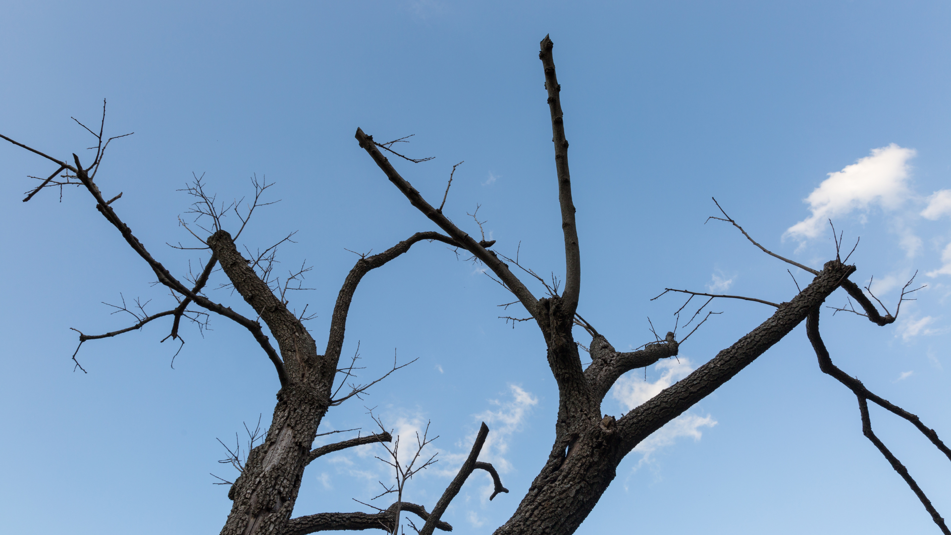 Bare tree branches silhouetted against a clear blue sky with a few white clouds