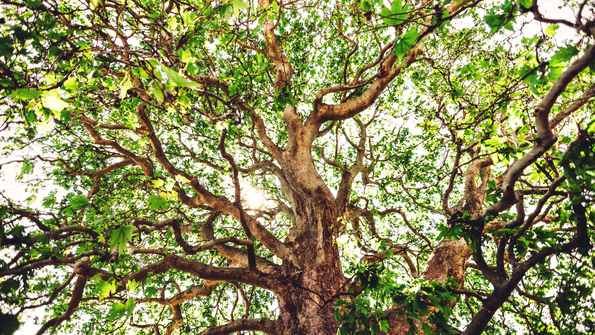 Dense green tree canopy with twisting brown branches against a bright sky