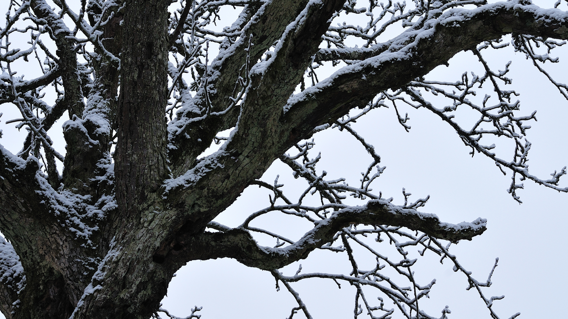 Snow-dusted tree branches against a pale winter sky