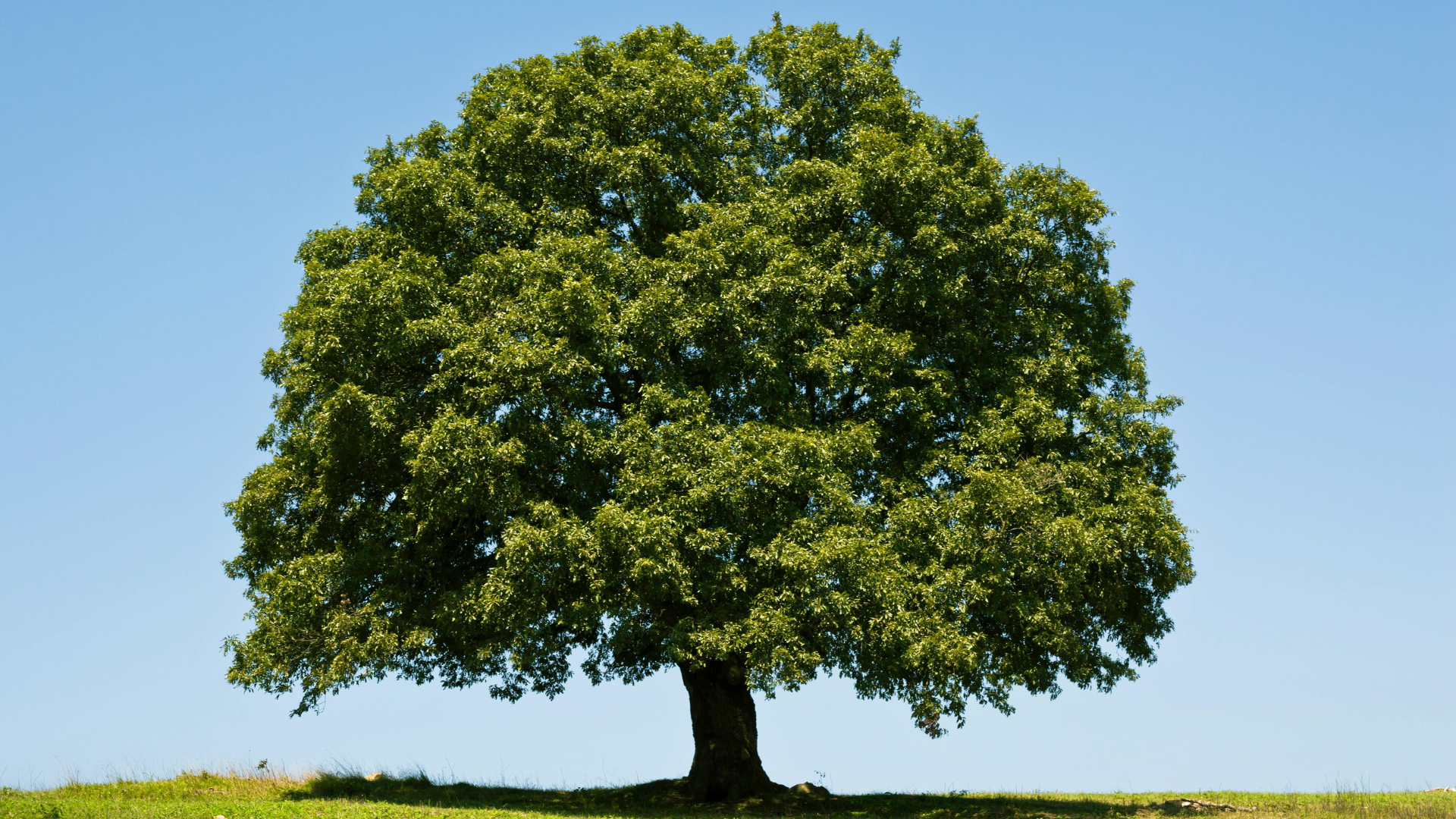 Single green tree with a broad canopy on a grassy hill under a blue sky