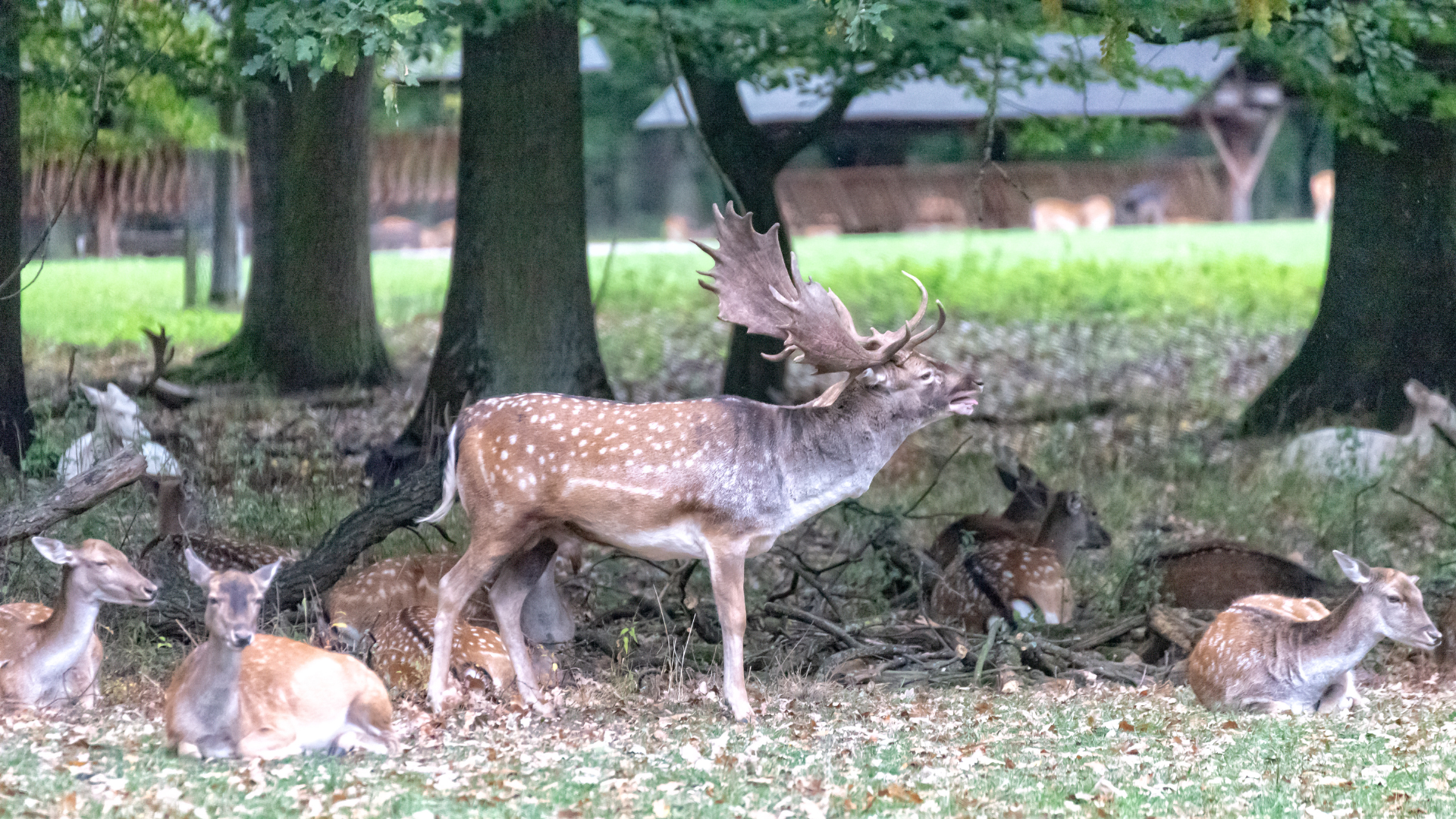 Several deer, including a buck with antlers, resting in a grassy wooded area
