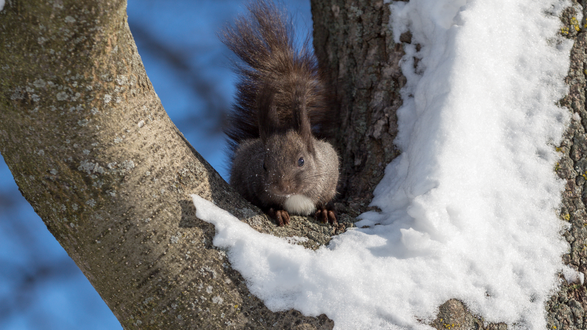 Squirrel nestled in a snow-covered tree crotch, framed by rough bark and blue sky.