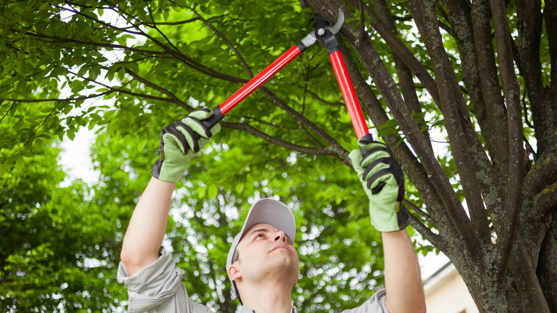 Person in gloves using red loppers to trim tree branches outdoors under green foliage
